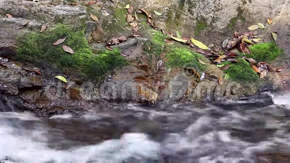 流动的水流在森林中长满了苔藓的岩石视频的预览图