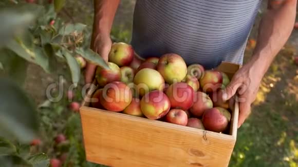 秋收苹果生态农场盒子里有收获的红苹果特写动态视频收获节视频的预览图