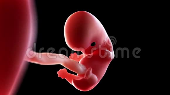人类胎儿第8周视频的预览图