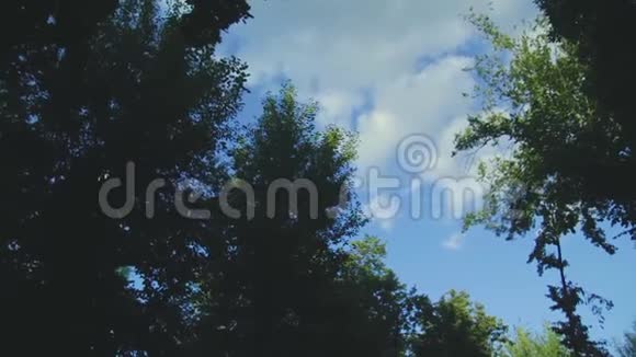 蓝天穿过黑树视频的预览图