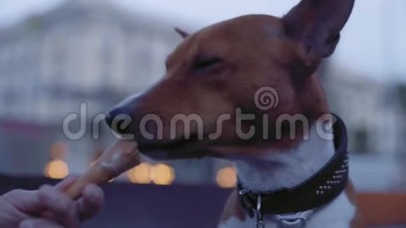 有趣的棕色狗吃冰淇淋蛋卷视频的预览图