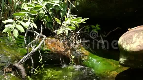 热带森林中的小瀑布视频的预览图