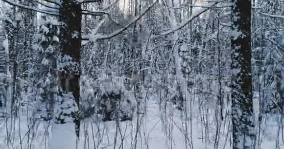 空中视频冬季美丽森林景观摄像机慢慢向左移动视频的预览图