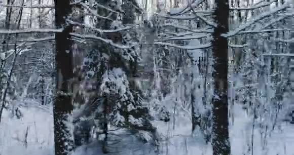 空中视频冬季傍晚美丽的森林景观摄像机在右高速行驶视频的预览图