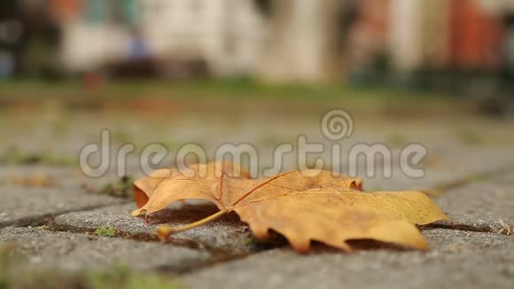 干燥的枫叶躺在铺好的人行道上秋天在大城市孤独的衰老时间视频的预览图