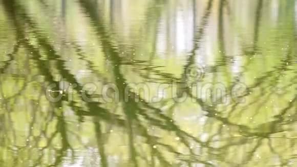 春天的水背景绿色水面上美丽的树木倒影虫子飞春天的概念4k电影慢动作视频的预览图