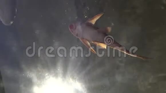 4K日光背景水下鲤鱼和其他鱼类在水族馆游泳视频的预览图