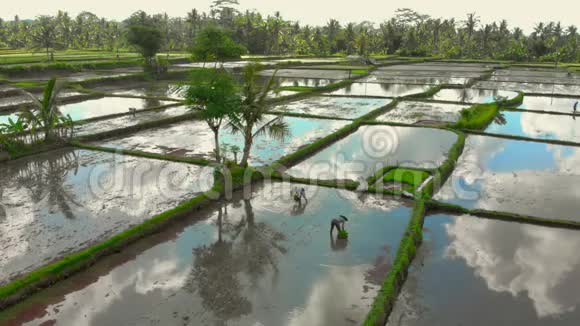 美丽的航拍镜头一群农民正在一片被水填满的大田野上种植水稻云层反射视频的预览图