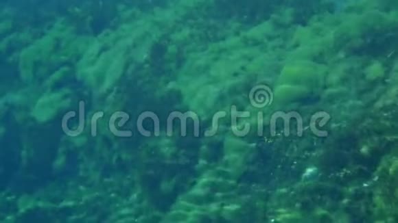 在蓝色湖泊的大石头上生长的水下苔藓视频的预览图