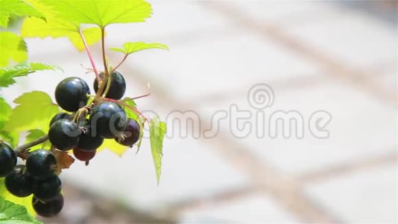 一支成熟的黑醋栗在晴天视频的预览图