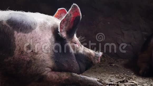 猪圈里的大猪斑斑的猪躺在猪圈里的污秽中沉睡的猪侧面看视频的预览图