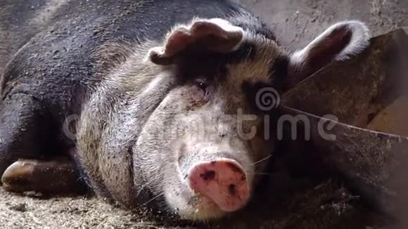 一只大猪躺在食槽附近嚼着吐舌头的东西视频的预览图