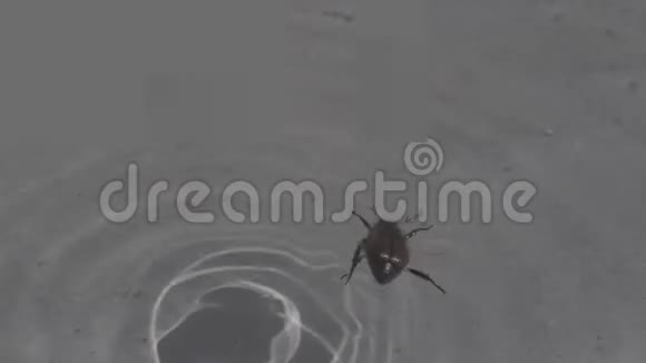 虫子躺在水面上试图在接近宏观的地方游泳和生存视频的预览图