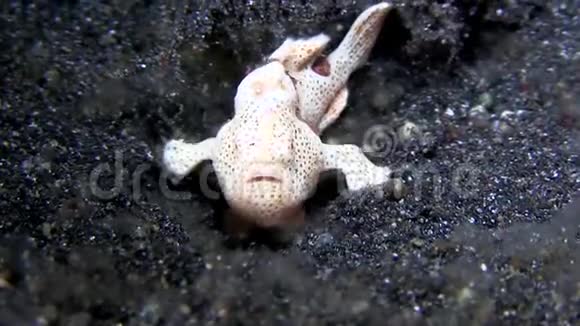 伦贝海峡夜晚沙滩上的瓦蒂蛙视频的预览图