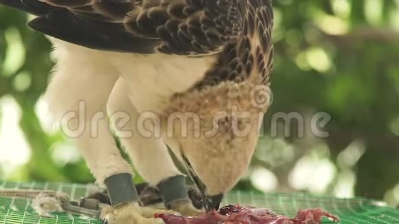 捕食鸟蛇鹰吃鲜肉坐在笼顶合上捕食的鹰鸟野生动物和视频的预览图