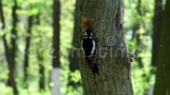 大斑点啄木鸟从树干上提取甲虫幼虫视频的预览图