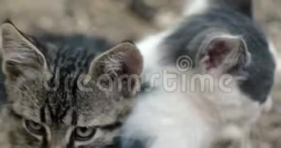 三只可爱的小猫一起手持投篮视频的预览图