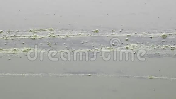 池面绿藻和蓝藻膜视频的预览图