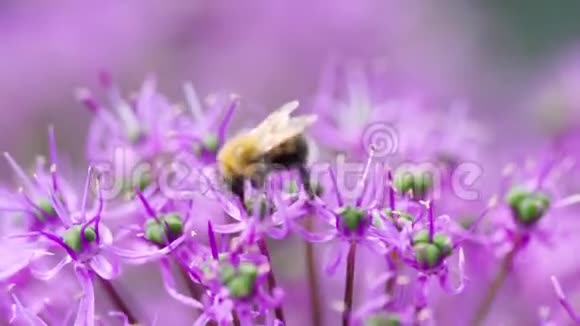 洋葱花上的大黄蜂视频的预览图