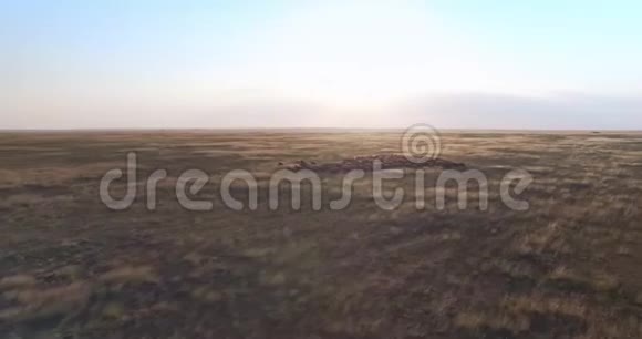 日落时乌克兰草原羊群的无人机影像视频的预览图