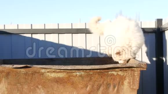 白色泥泞的流浪猫坐在垃圾上寻找食物视频的预览图