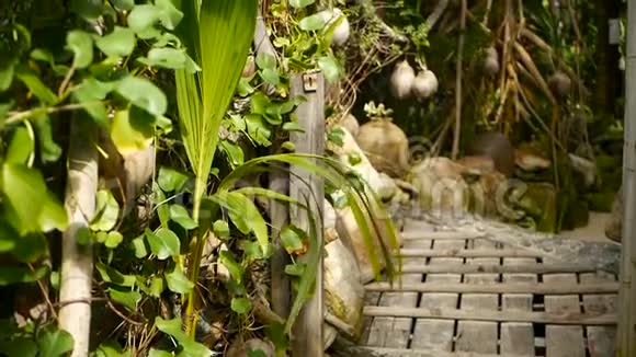 椰子在花园里作为装饰生长奇异的热带椰子挂在棕榈树上绿叶被阳光照亮方式视频的预览图