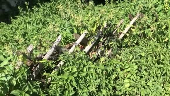 荨麻篱笆上的药用植物特写和茶视频的预览图
