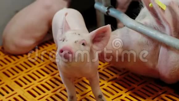 现代工业养猪场上的猪视频的预览图