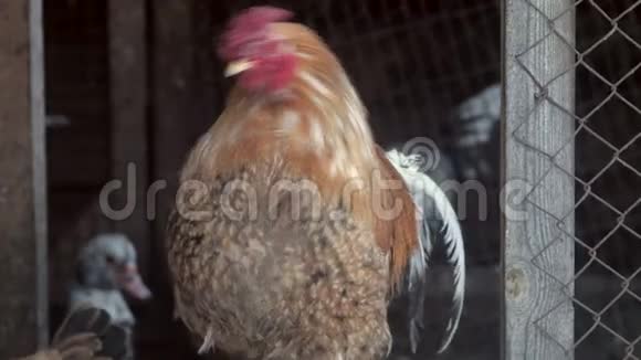 农场里漂亮的红母鸡乡村景观带美丽鸡家禽轩屋视频的预览图