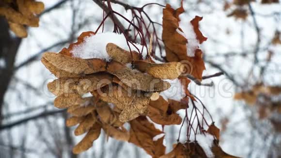 枫树种子覆盖着雪视频的预览图