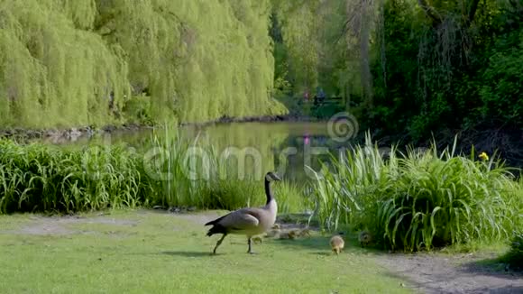 鹅和鹅在池塘的岸边吃草视频的预览图