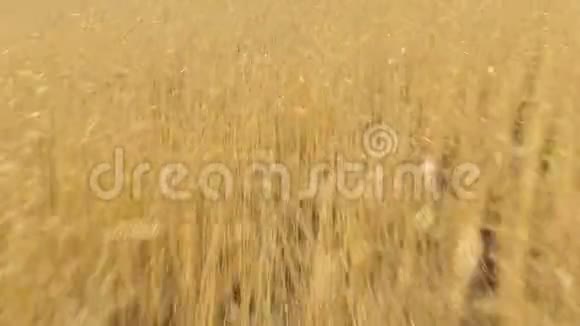 空中观景日出时飞越成熟的金色麦田视频的预览图