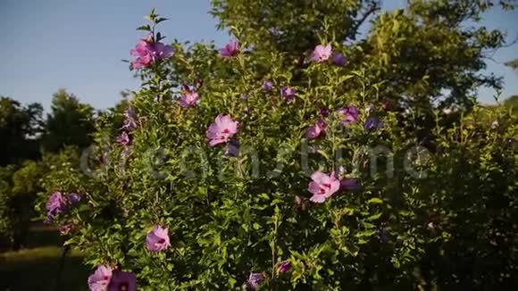 春天粉红色的玫瑰花在灌木丛上在大自然中绽放的野生玫瑰臀部布里亚野玫瑰狗玫瑰为您准备的鲜花视频的预览图