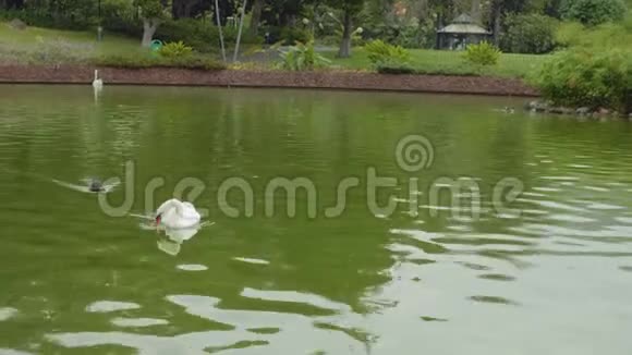 在Funshal公园池塘游泳的天鹅和鸭子的景色视频的预览图