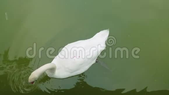 在Funshal公园池塘游泳的白天鹅的俯视图视频的预览图