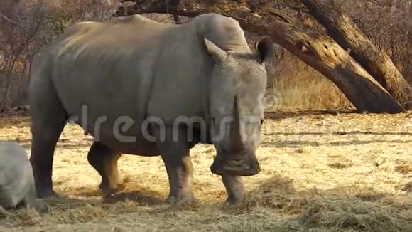 纳米比亚的白犀牛视频的预览图