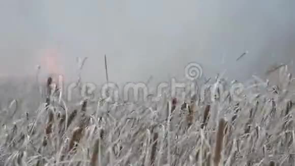 森林草原野火或风暴火的背景大量的干草在火焰中燃烧燃烧视频的预览图