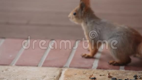 毛茸茸的灰松鼠在砖地上寻找食物视频的预览图