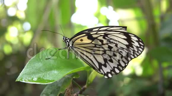 在热带森林的叶子上休息的马拉巴树若虫视频的预览图