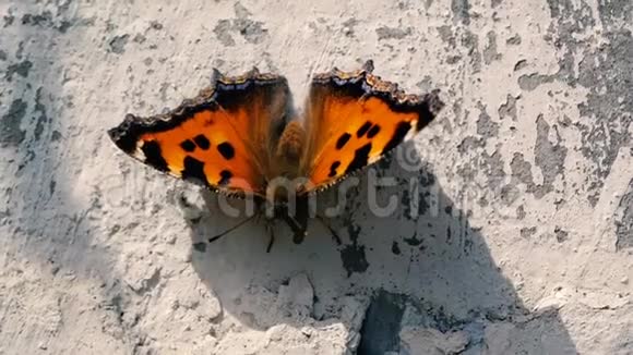 在刮风的天气里美丽的蝴蝶缓慢地坐在混凝土上视频的预览图