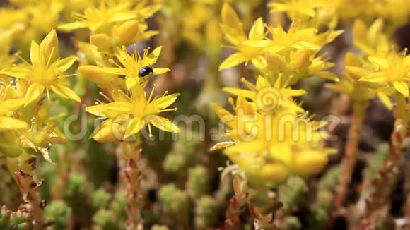 黄花上的黑甲虫视频的预览图