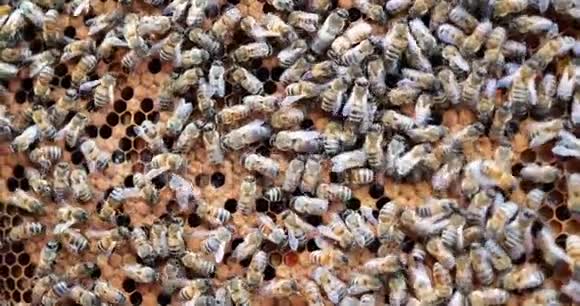 在蜂巢里工作的蜜蜂蜜蜂将花蜜转化为蜂蜜并将其覆盖在蜂窝中视频的预览图