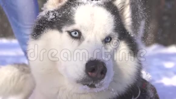在阳光明媚的日子里冬天在下着雪的西伯利亚哈士奇狗视频的预览图