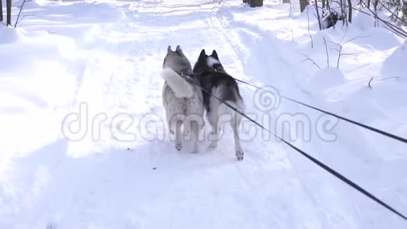两只西伯利亚哈士奇狗在森林里系着皮带视频的预览图