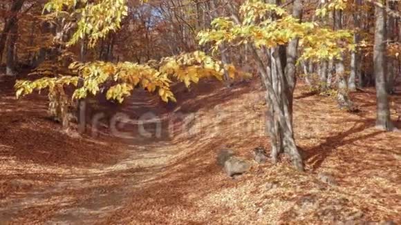 秋天的森林有老树落叶在阳光下在微风中飘落视频的预览图