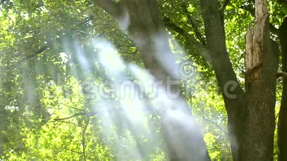 阳光明媚的夏天森林里的绿叶和从火中升起的烟雾视频的预览图