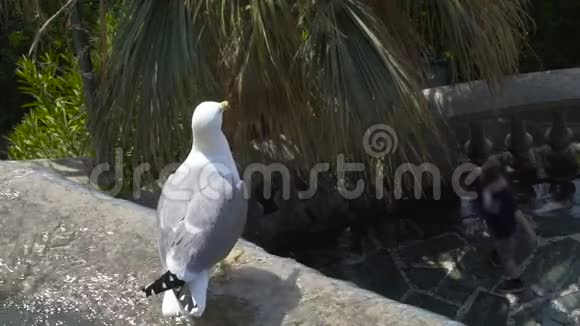 海鸥坐在喷泉上飞翔鸟与自然慢悠悠视频的预览图