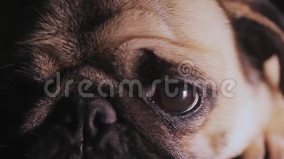 可爱的小狗的肖像宏观的眼睛特写视频的预览图
