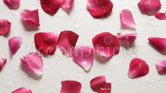 镜头沿着白色背景的新鲜玫瑰花瓣移动视频的预览图