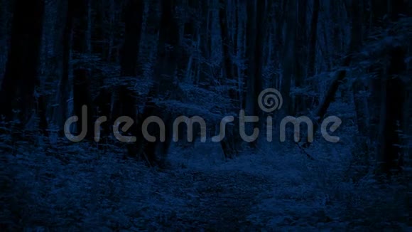 夜间移动射击穿越森林的路径视频的预览图